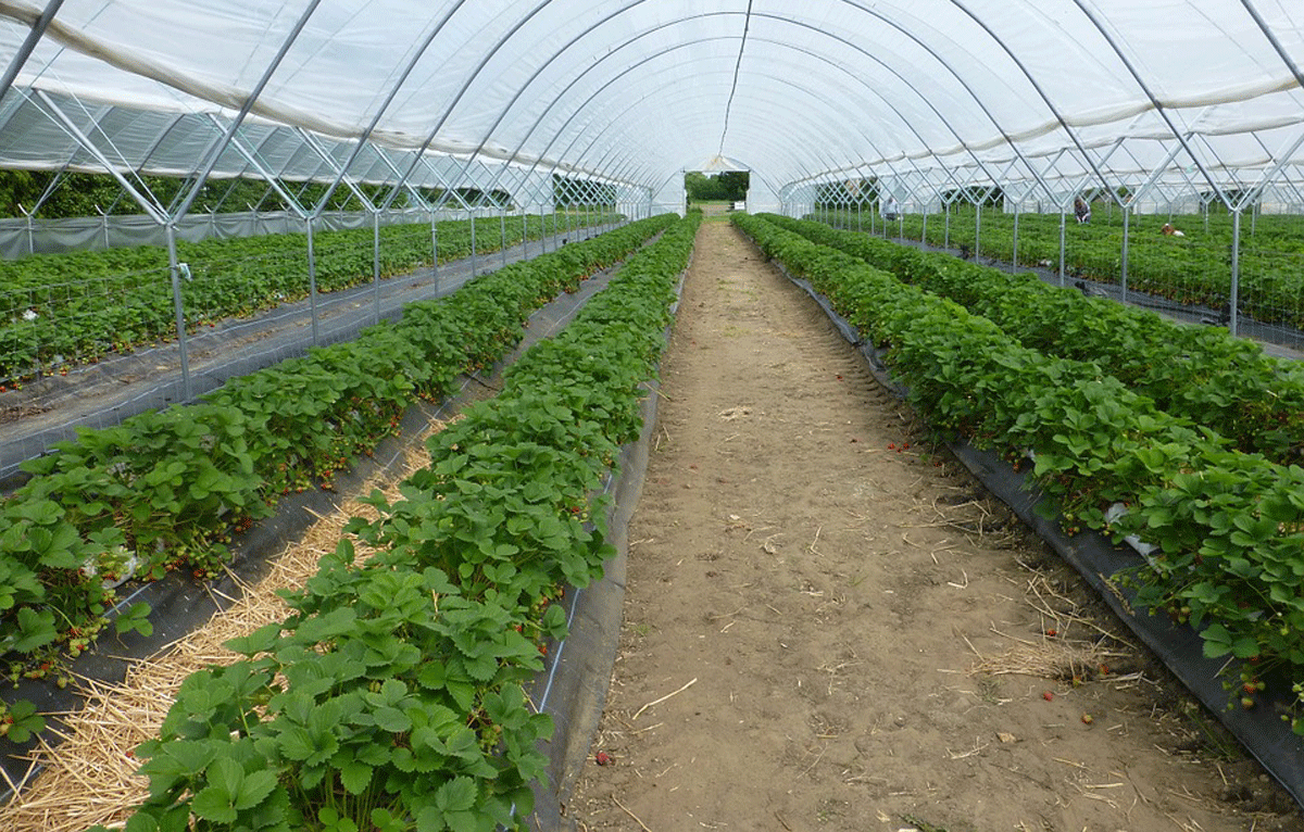 greenhouse-395492_960_720.png